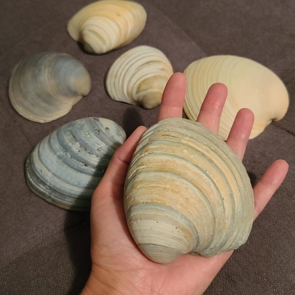 3 Random Natural Venus Clam Shells - Picture 9 of 10